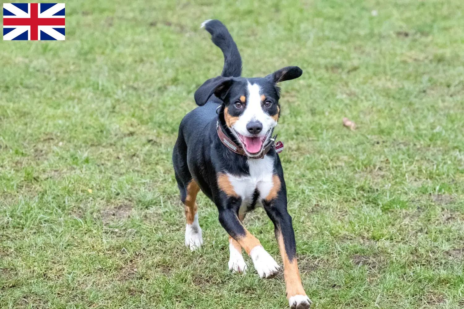 Read more about the article Entlebuch Criadores de cães de montanha e cachorros na Grã-Bretanha