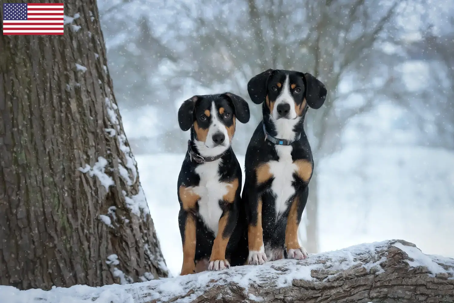 Cão de montanha Entlebucher Filhotes e Criadores EUA Encontrar criadores de cães da raça Entlebucher Mountain Dog nos EUA.
