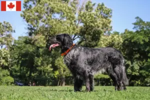 Read more about the article Epagneul Bleu de Picardie criadores e cachorros no Canadá