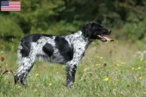 Read more about the article Criadores e cachorros de Epagneul Breton nos EUA