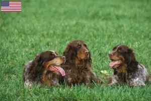Read more about the article Criadores de Épagneul Picard e cachorros nos EUA