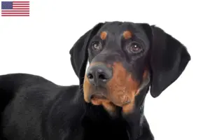 Read more about the article Criadores de Erdélyi Kopó e cachorros nos EUA