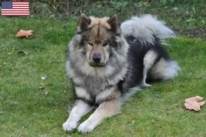 Read more about the article Criadores de Eurasier e cachorros nos EUA