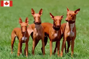 Read more about the article Criadores de Pharaoh Hound e cachorros no Canadá