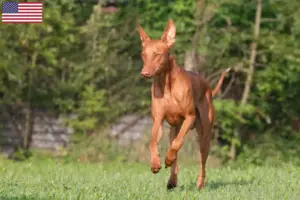 Read more about the article Criadores de Pharaoh Hound e cachorros nos EUA