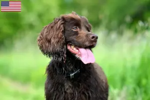 Read more about the article Criadores de Field Spaniel e cachorros nos EUA