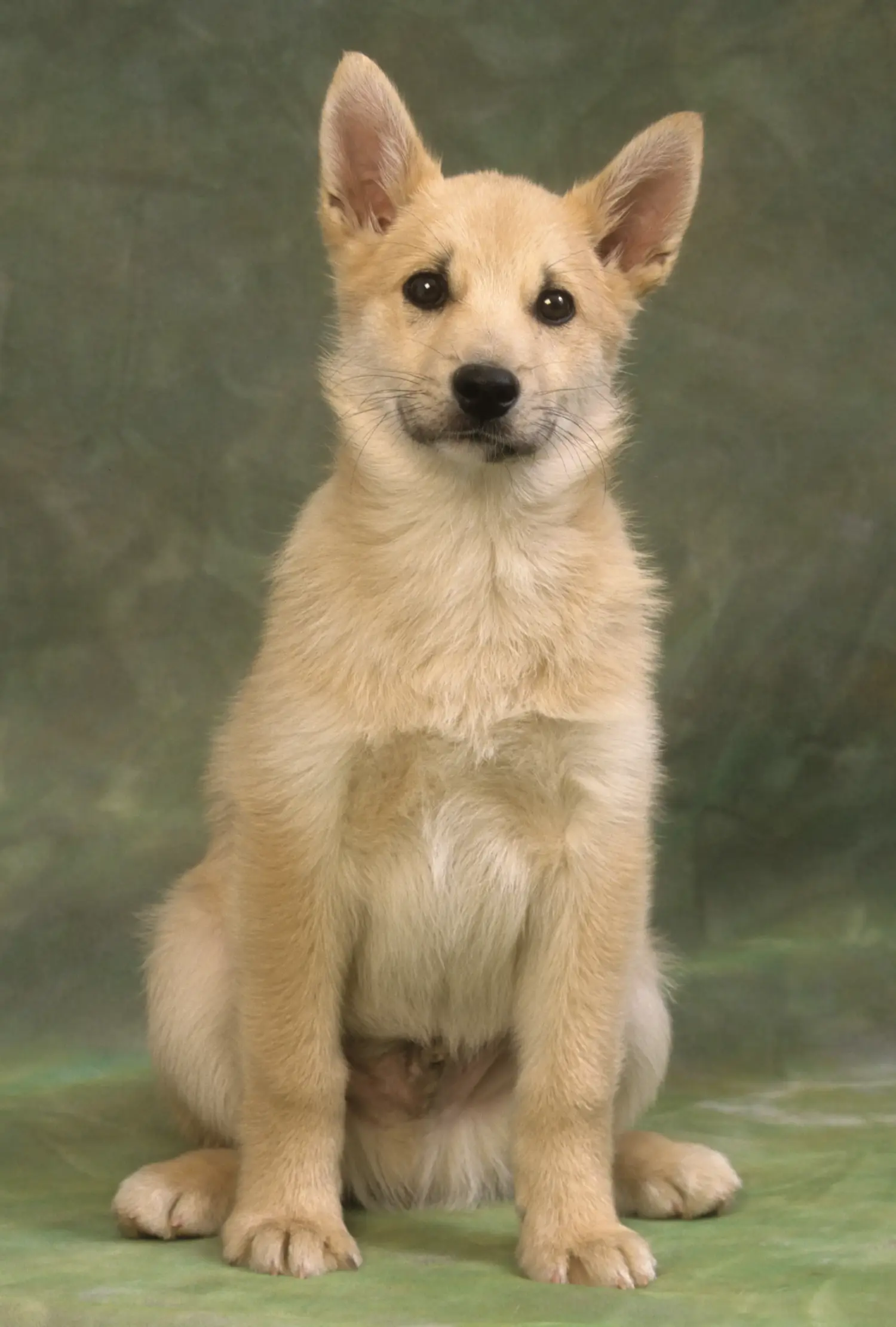 Comprar um cachorro Buhund norueguês significa assumir responsabilidades! Comprar cachorros Buhund noruegueses.