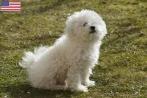 Read more about the article Criadores de bolonhesa e cachorros nos EUA