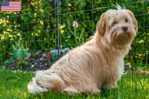Read more about the article Criadores de Havanese e cachorros nos EUA