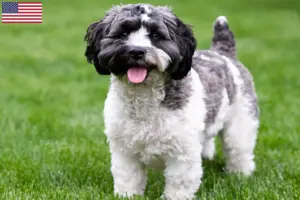 Read more about the article Criadores de Havapoo e cachorros nos EUA