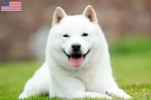 Read more about the article Criadores de Hokkaido e cachorros nos EUA