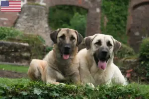 Read more about the article Criadores de Kangal e cachorros nos EUA