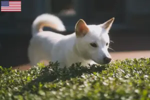 Read more about the article Criadores de Kishu e cachorros nos EUA