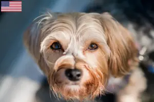 Read more about the article Criadores de Morkie e cachorros nos EUA