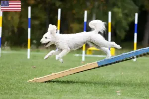 Read more about the article Criadores de Pumi e cachorros nos EUA