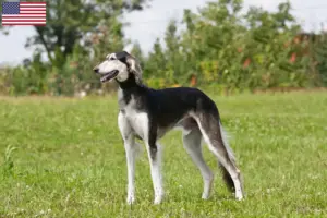Read more about the article Criadores de saluki e cachorros nos EUA