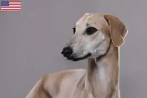 Read more about the article Criadores de Sloughi e cachorros nos EUA