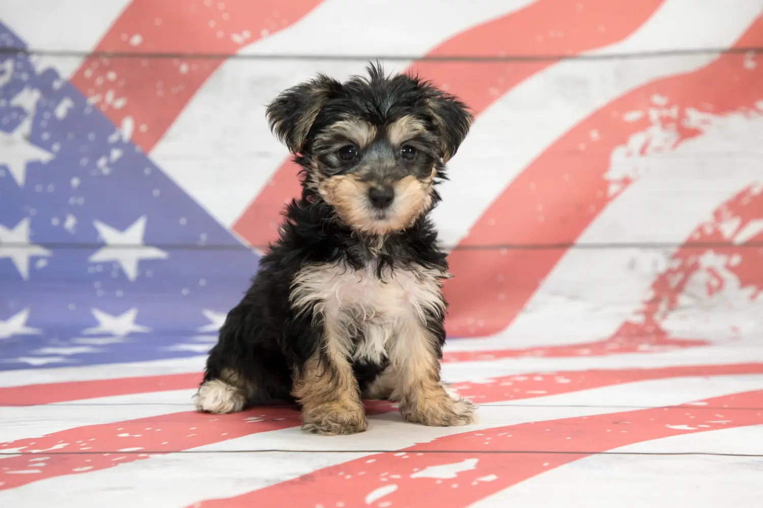 Comprar um cachorro Morkie significa assumir responsabilidades! Comprar cachorros Morkie.