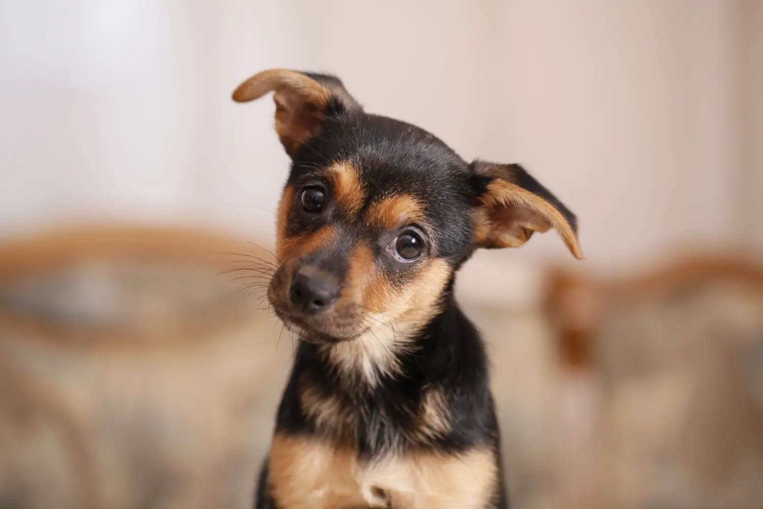 Comprar um cachorro Pinscher Miniatura significa assumir responsabilidades! Comprar cachorros Pinscher miniatura.