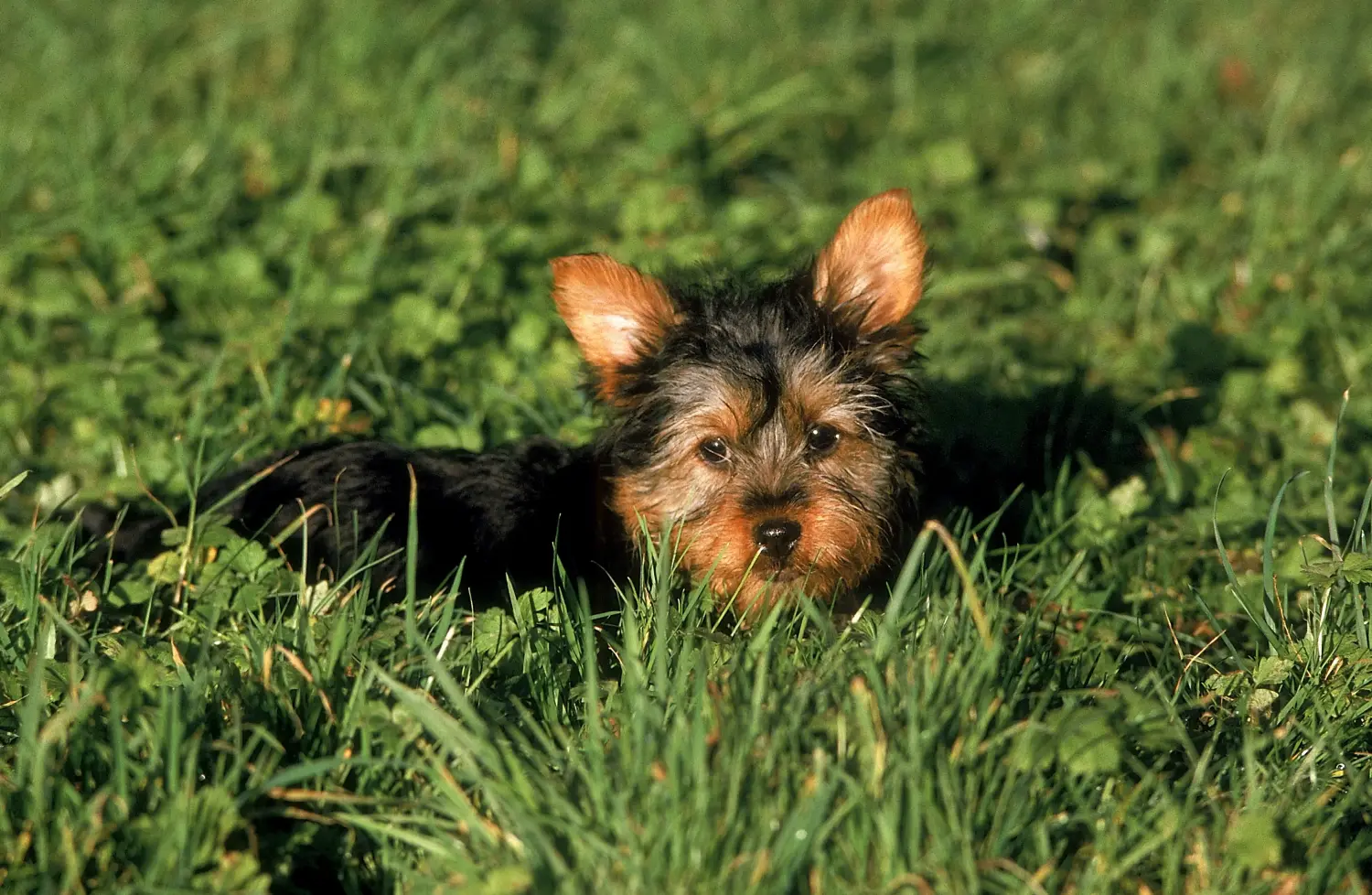 Comprar um cachorro Silky Terrier Australiano significa assumir responsabilidades! Comprar cachorros Silky Terrier australiano.