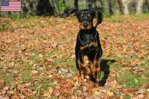 Read more about the article Criadores e cachorros de Coonhound preto e castanho nos EUA