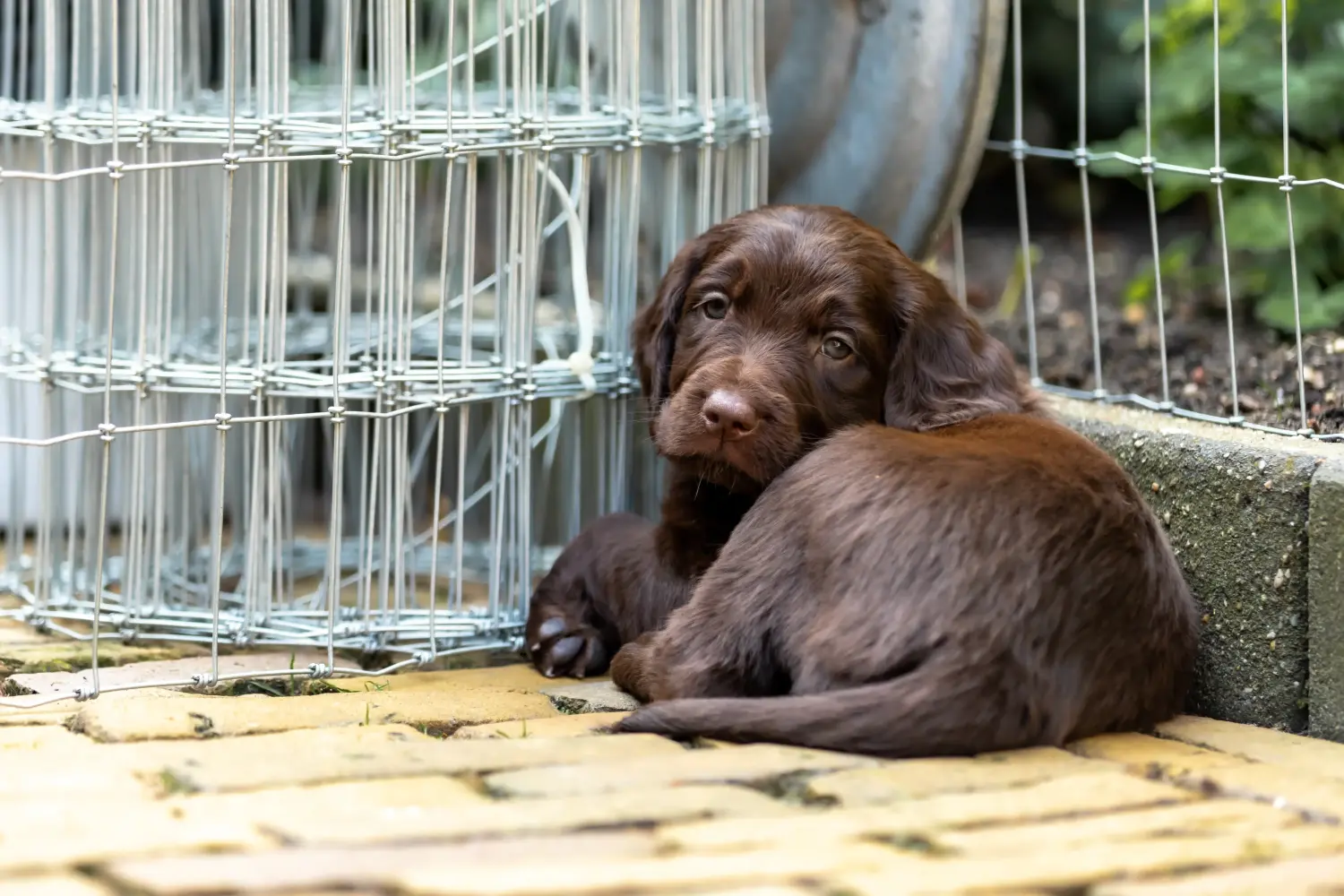 Comprar um cachorro de pelo comprido alemão significa assumir responsabilidades! Comprar cachorros de pelo comprido alemão.