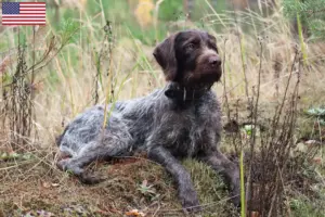 Read more about the article Criadores de pelo de arame alemão e cachorros nos EUA