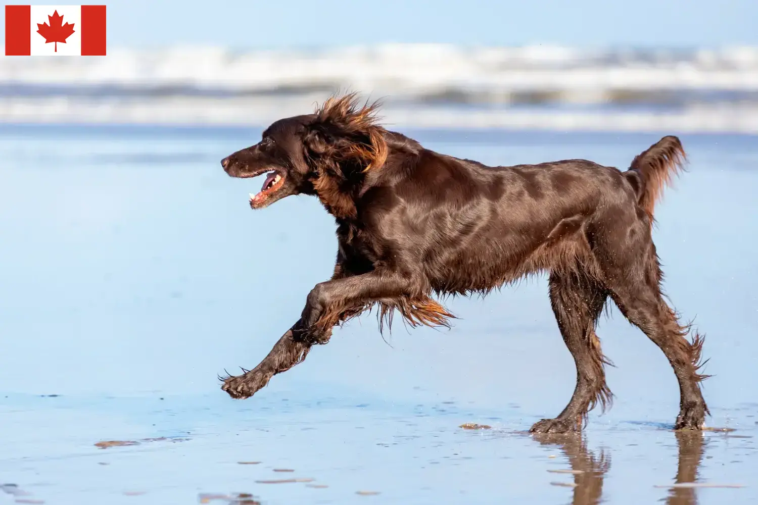 Read more about the article Criadores de pelo comprido alemão e cachorros no Canadá