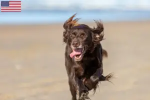 Read more about the article Criadores de Pelo Longo Alemão e cachorros nos EUA