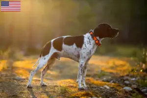 Read more about the article Criadores e cachorros de Pointer Inglês nos EUA