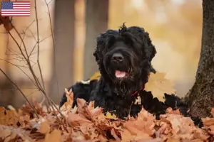 Read more about the article Criador de Russian Black Terrier e cachorros nos EUA