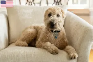 Read more about the article Criadores e cachorros de Wheaten Terrier de pelo mole irlandês nos EUA