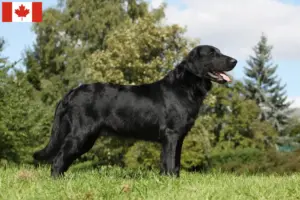 Read more about the article Flat Coated Retriever criadores e cachorros no Canadá