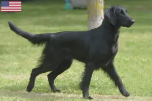 Read more about the article Criadores de Flat Coated Retriever e cachorros nos EUA