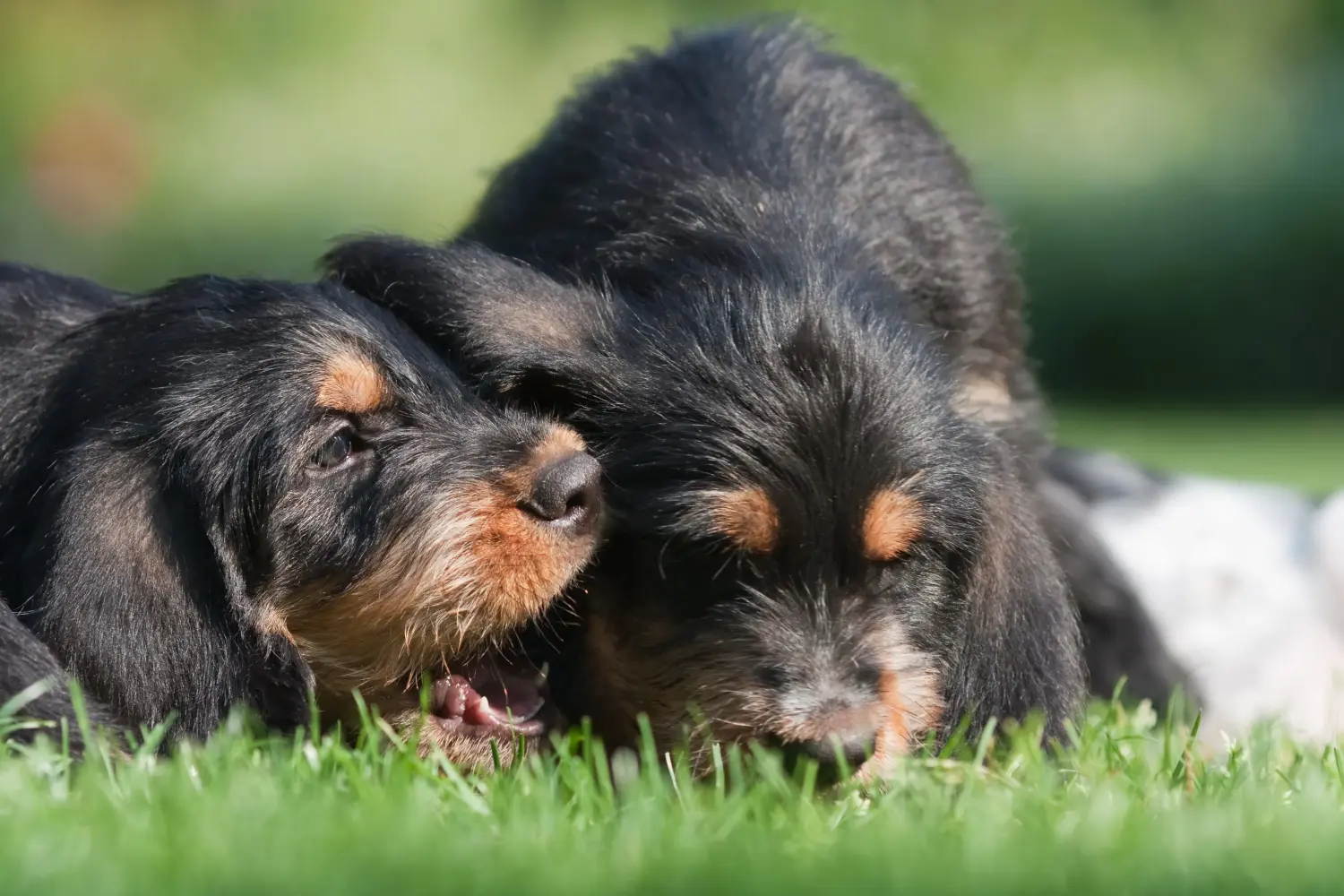 Comprar um cachorro Otterhund significa assumir responsabilidades! Comprar cachorros Otterhund.
