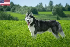 Read more about the article Criadores de Husky e cachorros nos EUA