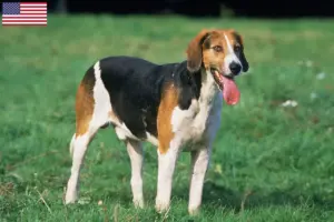 Read more about the article Criadores de Foxhound Inglês e cachorros nos EUA
