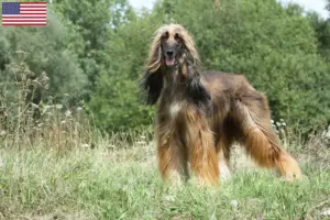 Read more about the article Criadores de galgos afegãos e cachorros nos EUA