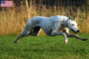 Read more about the article Criadores de galgos e cachorros nos EUA