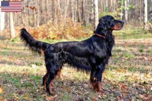 Read more about the article Criadores de Gordon Setter e cachorros nos EUA