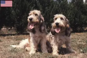 Read more about the article Criadores e cachorros de Grand Basset Griffon Vendéen nos EUA