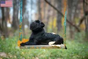 Read more about the article Criadores de Griffon Anão Belga e cachorros nos EUA