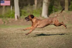 Read more about the article Criadores e cachorros de Hannoverscher Schweißhund nos EUA