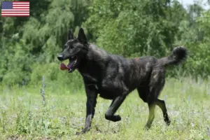 Read more about the article Hollandse Herdershond criadores e cachorros nos EUA