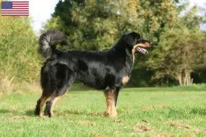 Read more about the article Criadores de Hovawart e cachorros nos EUA