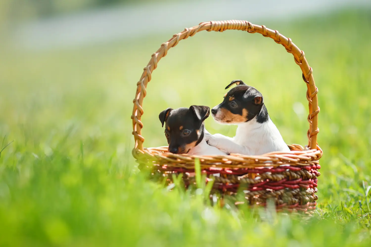 Comprar um cachorro American Toy Terrier significa assumir responsabilidades! Comprar cachorros American Toy Terrier.