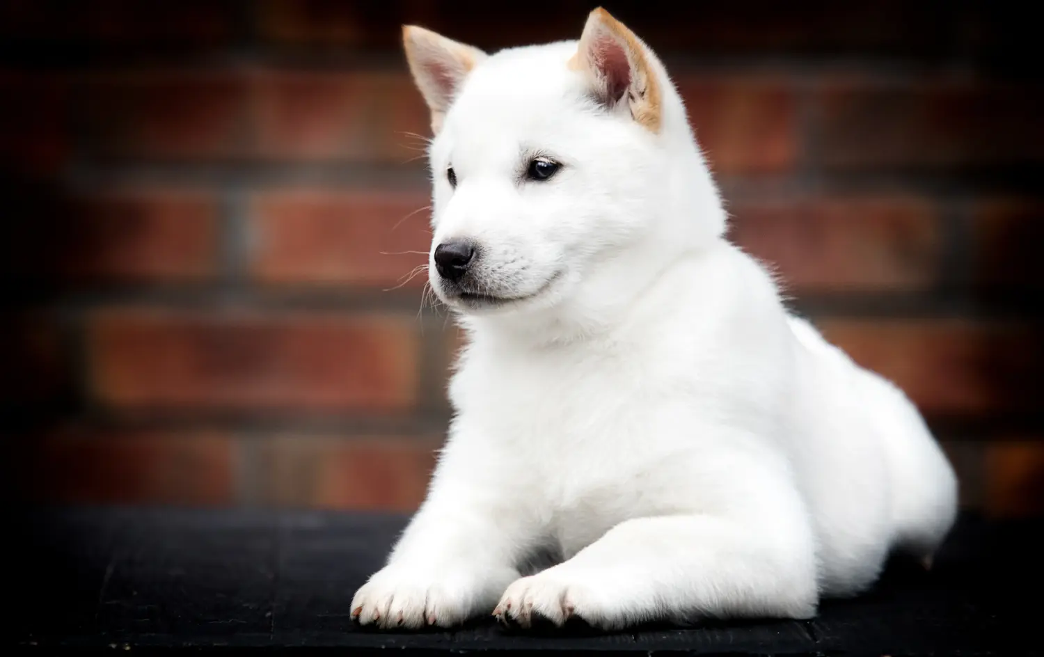 Comprar um cachorro Hokkaido significa assumir a responsabilidade! Comprar cachorros Hokkaido.