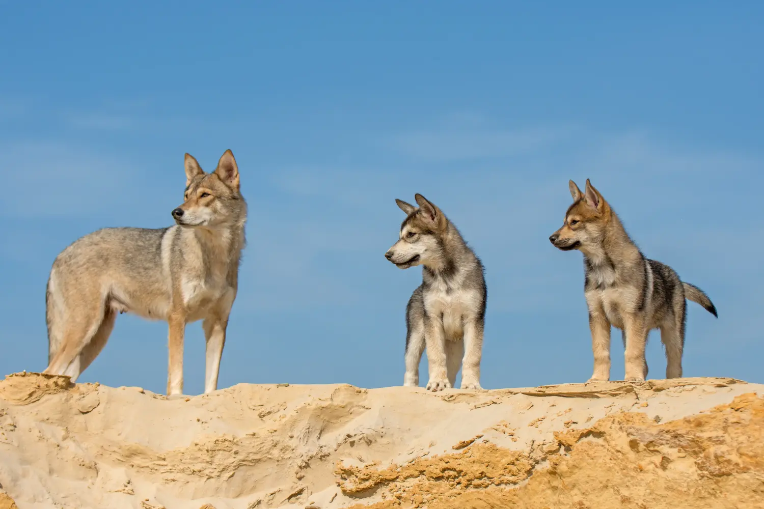 Comprar um cachorro Tamaskan significa assumir a responsabilidade! Comprar cachorros Tamaskan.