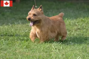 Read more about the article Irish Glen of Imaal Terrier Criadores e cachorros no Canadá