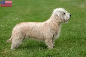Read more about the article Irish Glen of Imaal Terrier Criadores e cachorros nos EUA